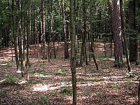Fot. Dariusz Orman - Bukowy las w rez. Parkowe k. Diabelskich Mostw