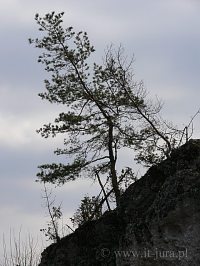 Gra Zborw - sosna na skale, fot. D. Orman